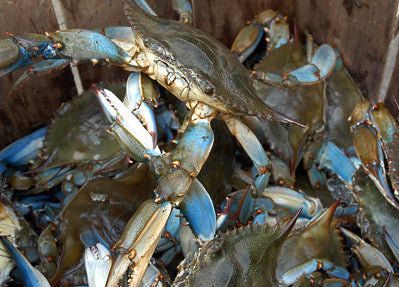 Understanding Turtle Excluder Devices (TEDs) and Their Importance in Blue Crab Traps